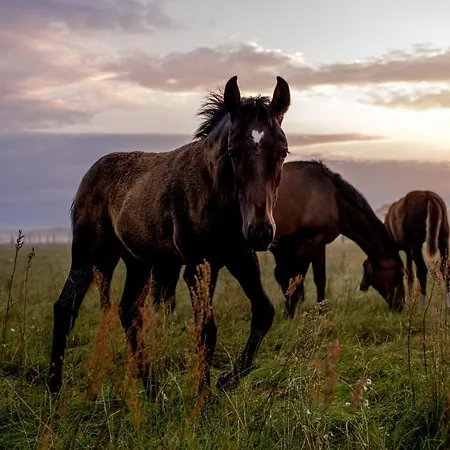 Gemuetliches Gaestezimmer *